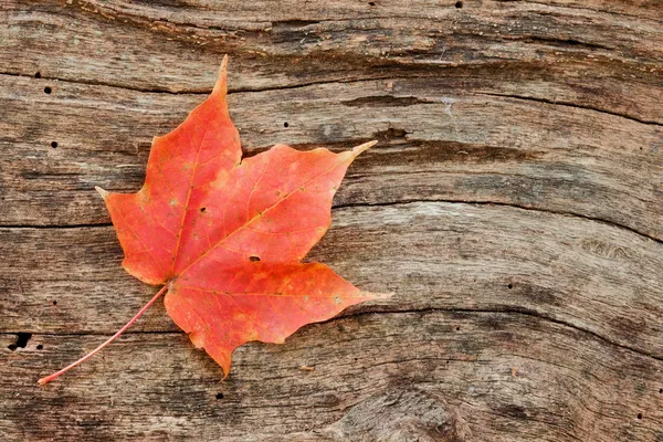 Wood grain curves around maple leaf — Stock Photo, Image