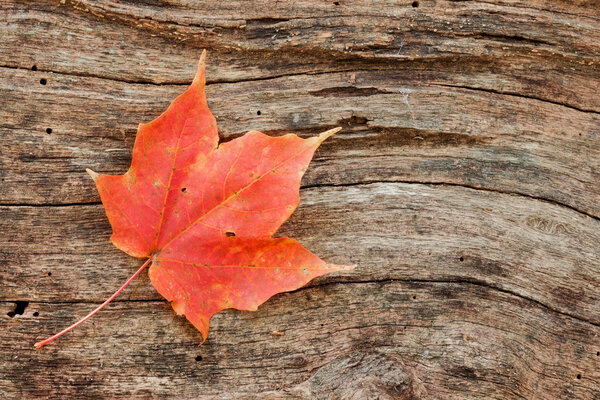 Wood grain curves around maple leaf