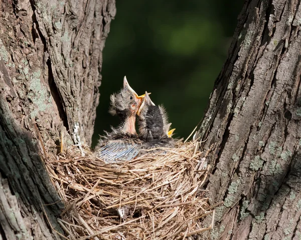 Three Robins in a Nest — Stock Photo, Image