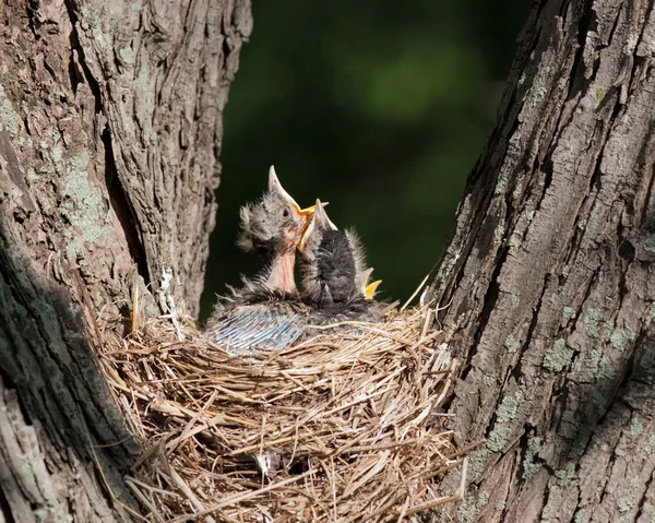 Três Robins em um Ninho — Fotografia de Stock