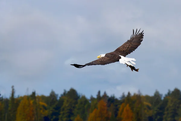Águila calva con su presa — Foto de Stock