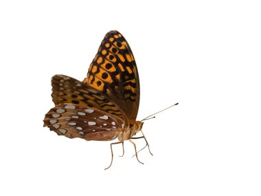 Great spangled fritillary on a white background clipart