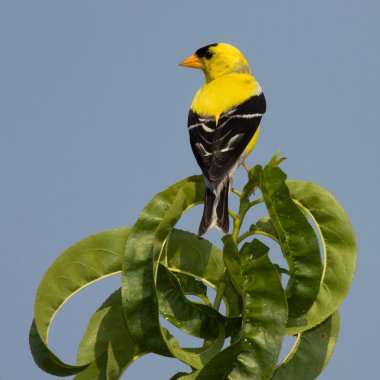 Golden finch üzerindeki yaprakAç kanatlarını Hummingbird Şelalesi ile geriye doğru olduğunu