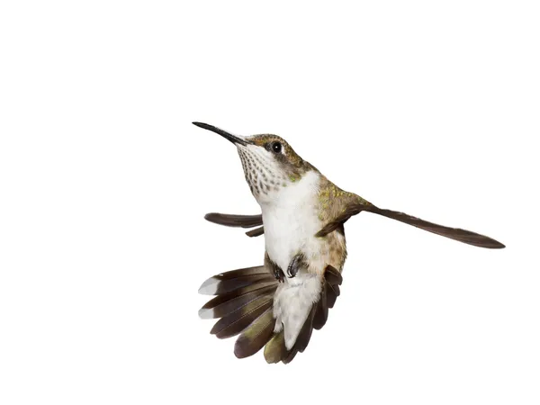 Koliber spada do tyłu z jest rozłożone skrzydła otwarte — Zdjęcie stockowe
