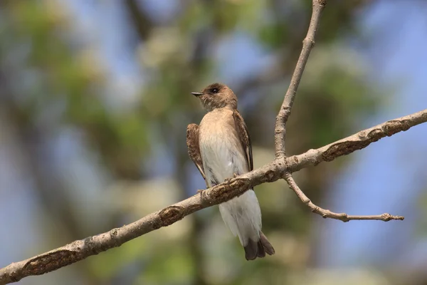 Perched northern rough-winged swallow — Stock Photo, Image