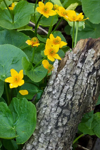 Marsh marigold a log — Stock fotografie
