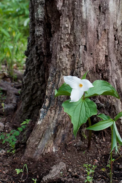 Trilium de flor grande guardado por uma árvore — Fotografia de Stock