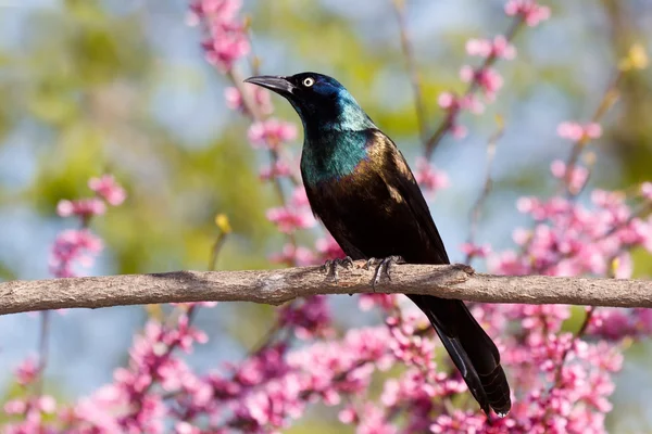 Grackle in a redbud tree — Stock Photo, Image