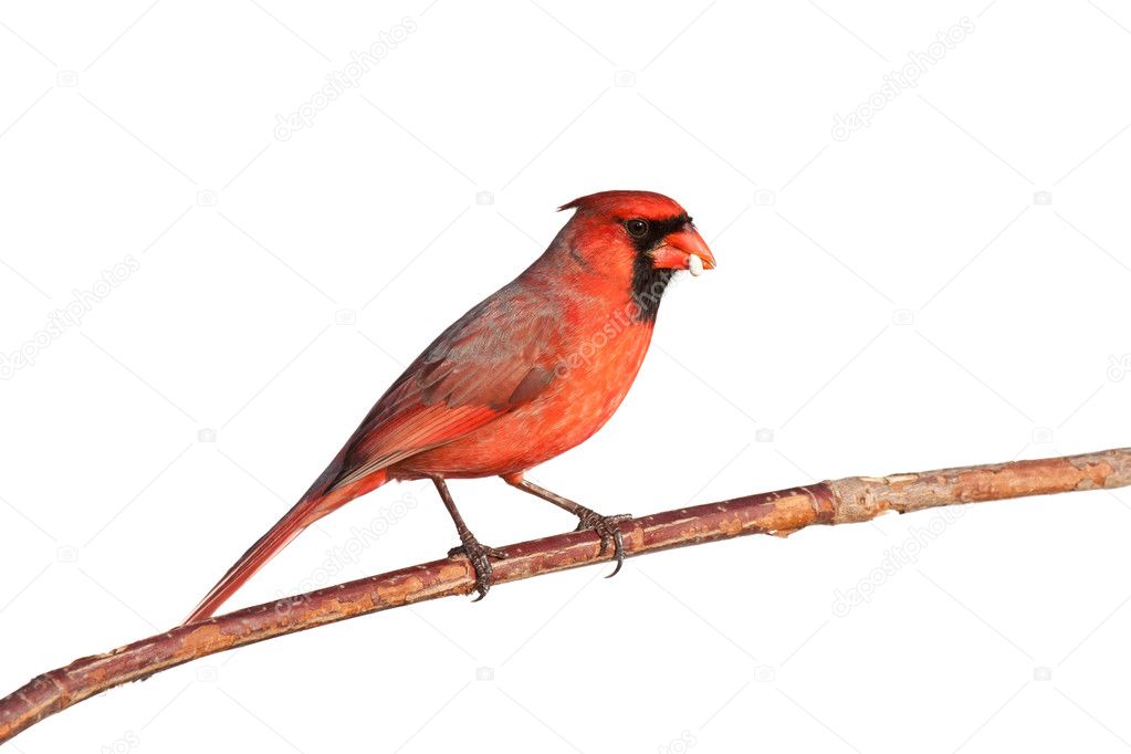 Male cardinal balances a seed