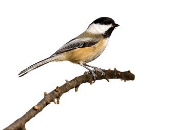 Black-capped chickadee perched on a branch prepares for flight clipart