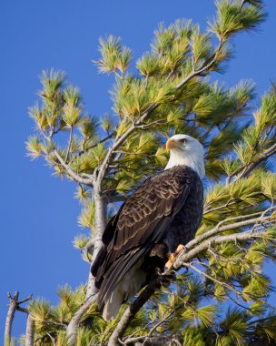 Proud bald eagle scans the sky clipart