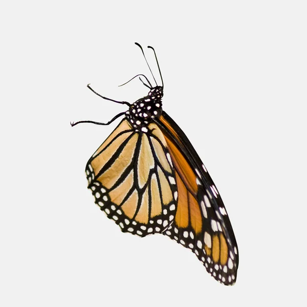 Монарх метелик на білому тлі — стокове фото