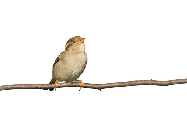Sparrow empoleirado em um ramo preparado para voar — Fotografia de Stock