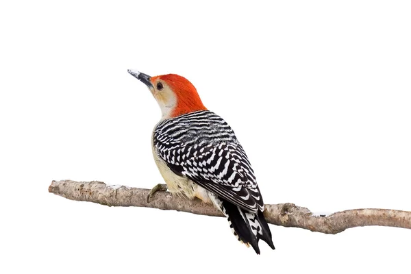 Red-bellied woodpecker with a snow covered beak — Stock Photo, Image