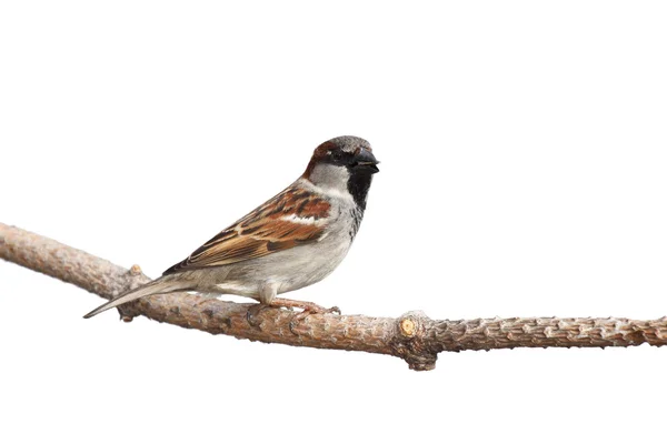 Perfil de um pardal empoleirado em um ramo com uma semente de girassol i — Fotografia de Stock