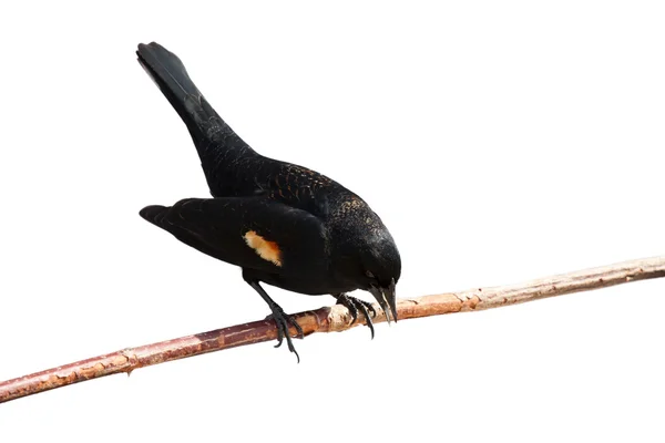 Redwing blackbird inclina-se para a frente em um ramo — Fotografia de Stock