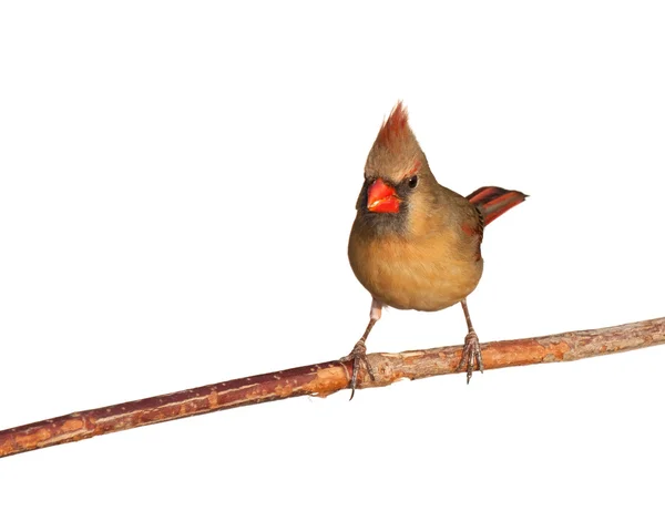 El cardenal hembra come una sabrosa semilla — Foto de Stock