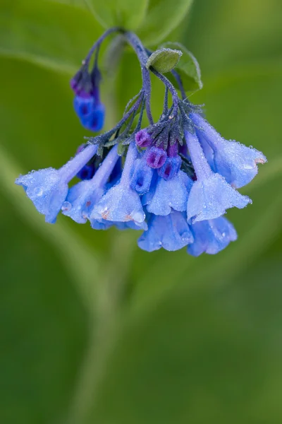 Dew covered virginia bluebell — Stock Photo, Image