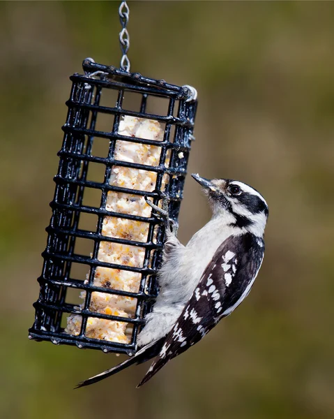 Downy woodpecker hanging on a suet feeder — Stock Photo, Image