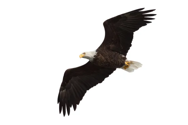 Εξάπλωση πτέρυγα φαλακρός αετός πετά στα ύψη πέρα από τον ουρανό Royalty Free Φωτογραφίες Αρχείου