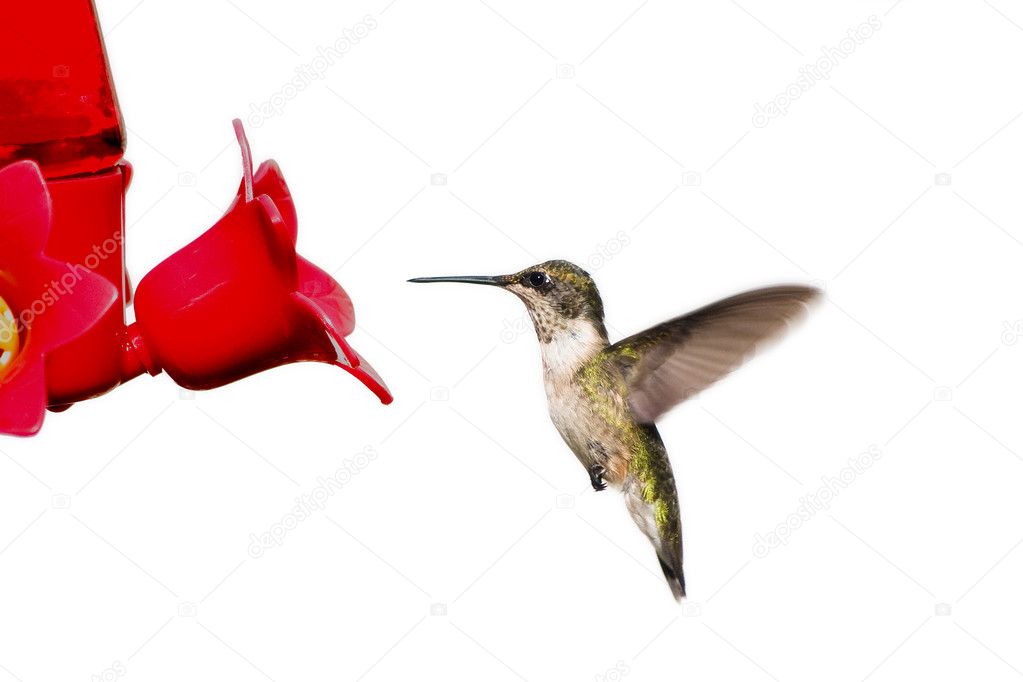 Hummingbird floats at feeder