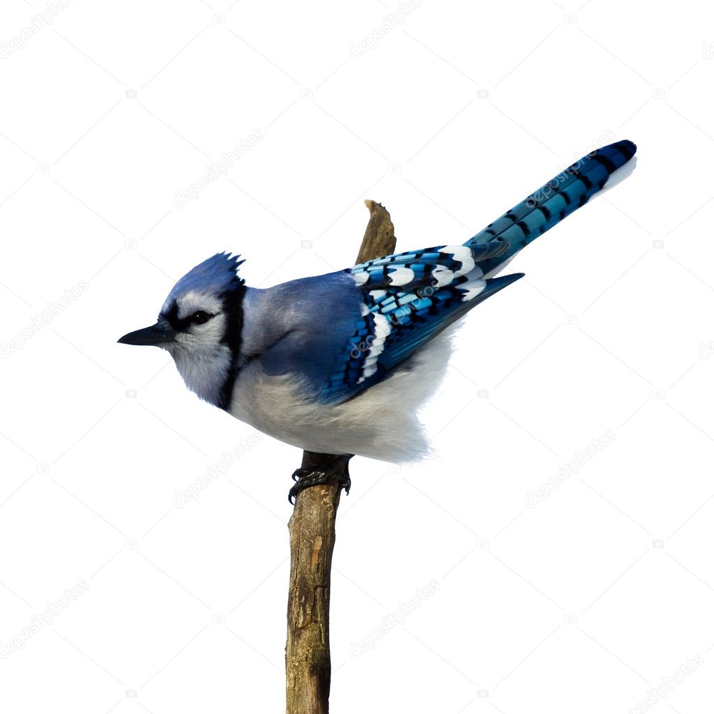 Bluejay prepares to liftoff from tree branch