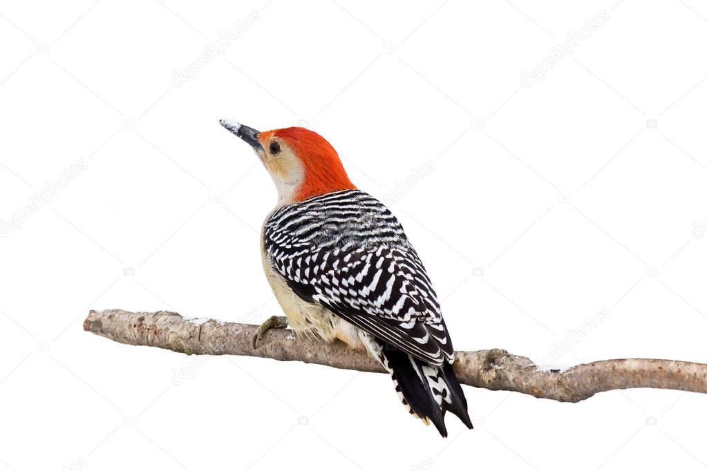Red-bellied woodpecker with a snow covered beak