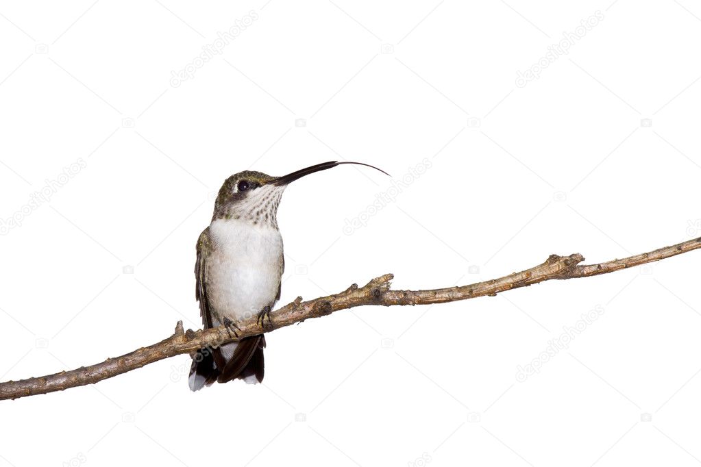 Hummingbird sticks out her tongue