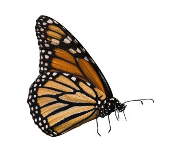Profile of monarch butterfly clipart