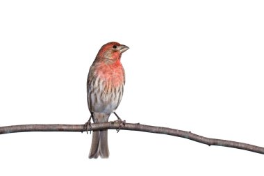 Vertical profile of house finch perched on a branch clipart