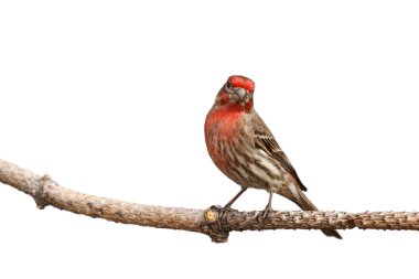 House finch with head cocked clipart