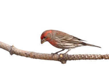 Finch peers downward in a search for food clipart
