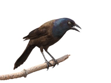 Grackle gives intimidating scream and gaze clipart