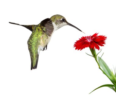 Hummingbird and a red dianthus clipart