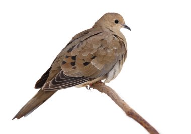 Turtledove fluffs its feathers to keep warm clipart