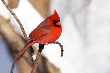 Cardinal rests in snow covered forest clipart