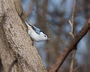 White breasted nuthatch perched on a tree branch clipart