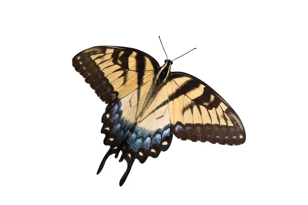 Beyaz zemin üzerine sarı swallowtail — Stok fotoğraf