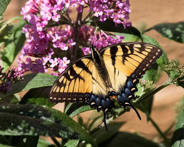 Sonnenbadender Schmetterling — Stockfoto