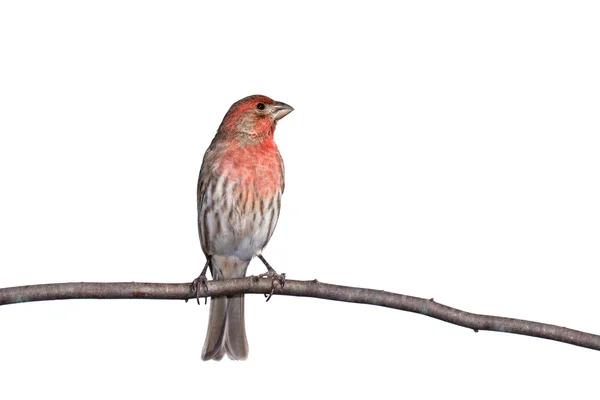 Vertical profile of house finch perched on a branch — Stock Photo, Image