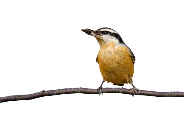 Red-breasted nuthatch holds a sunflower seed while perched on a — Stock Photo, Image
