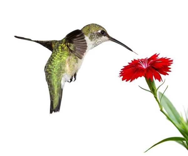 Sinek kuşu ve kırmızı dianthus — Stok fotoğraf