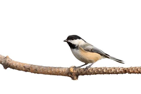 Black capped chickdee on a white background — Stock Photo, Image