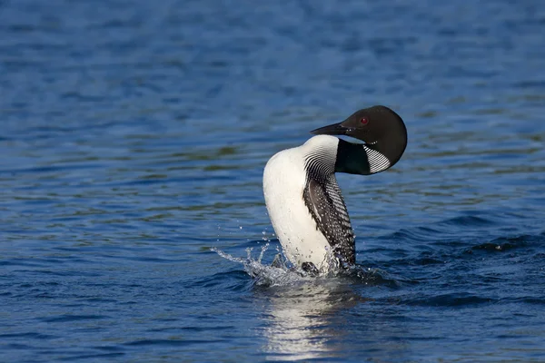 Common loon emerges from underwater — Stock Photo, Image