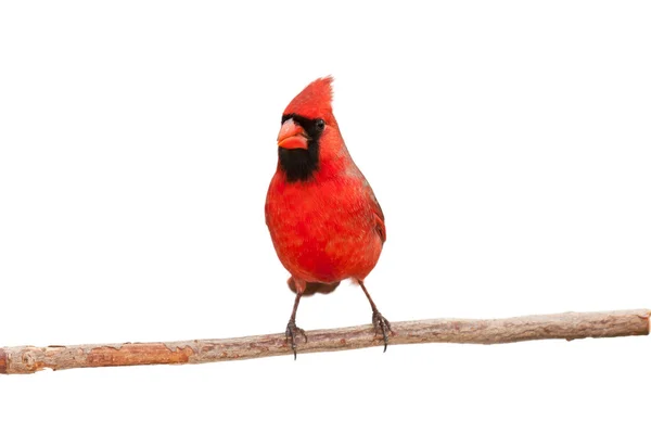 Мужской кардинал ест семя — стоковое фото