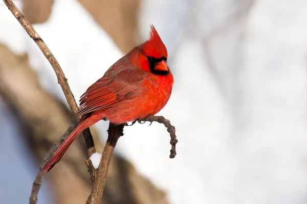 Cardinal rests in snow covered forest — Stock Photo, Image