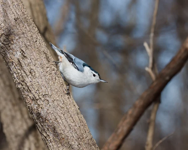White breasted nuthatch perched on a tree branch — Stock Photo, Image