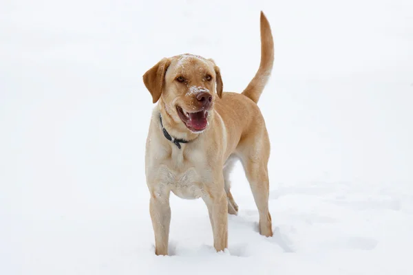 Žlutý labrador hrát ve sněhu — Stock fotografie