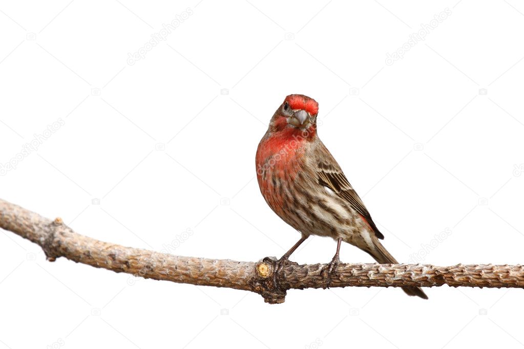 House finch with head cocked