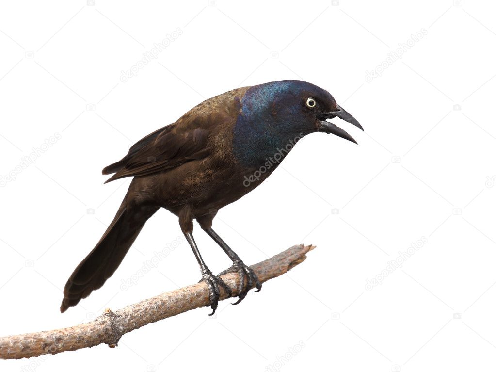 Grackle gives intimidating scream and gaze
